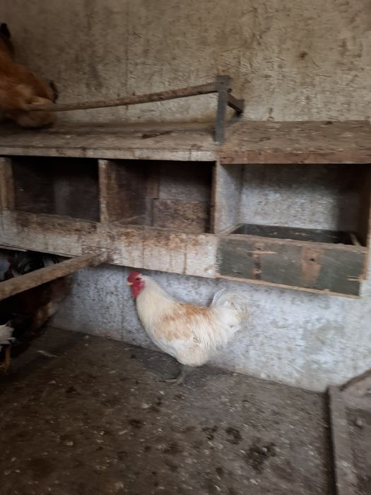 Петух белый домашний