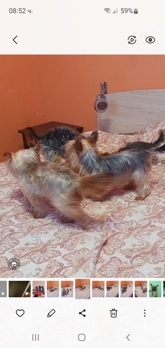 Мини йорки женски