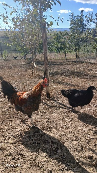 Vand gaini si cocosi de rasa