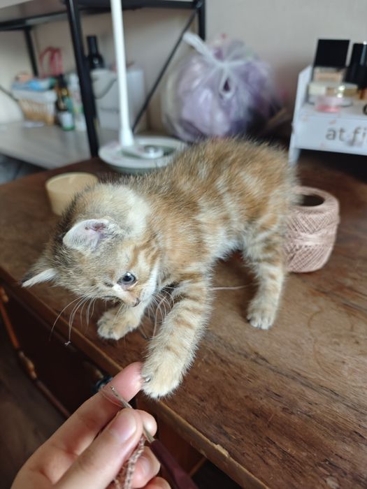 кошечка игривая, девочка