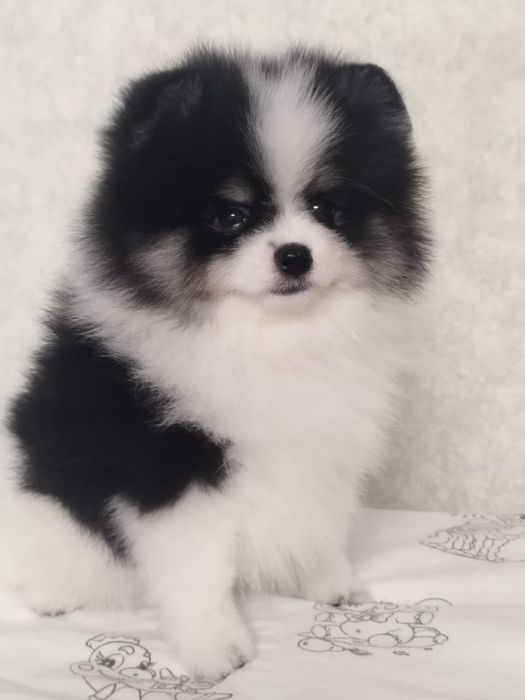 Померанский шпиц девочка