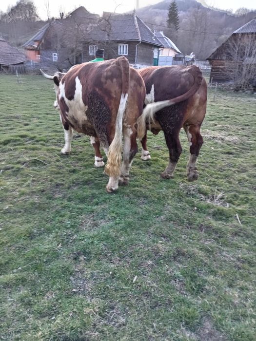 Boi de vânzare buni