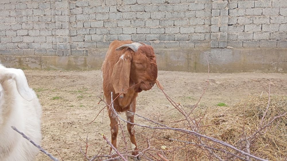 Битал теке сатылады