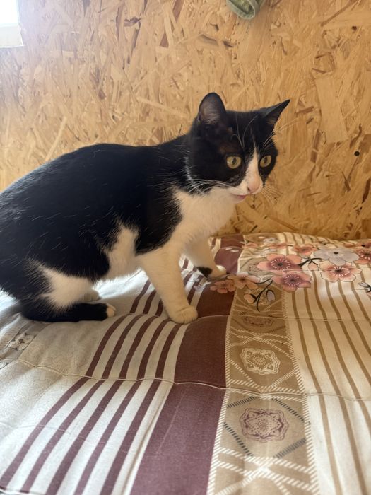 Кошечка в добрые руки Актау