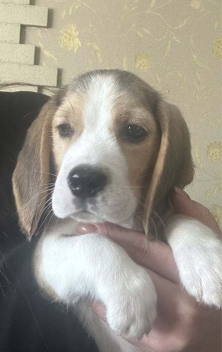 Щенок бигля, питомник