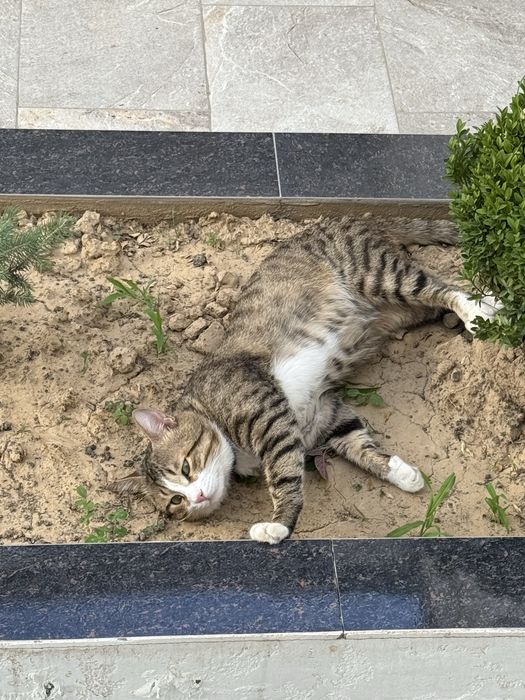Отдам в хорошие руки бесплатно