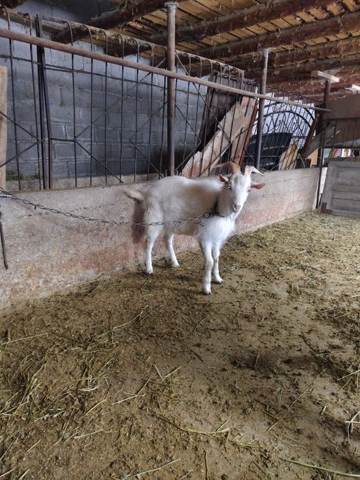 Занен теке сатылады 85 мың