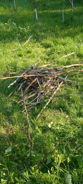 Lemne pentru foc, deja tăiate (aproximativ 50Kg)