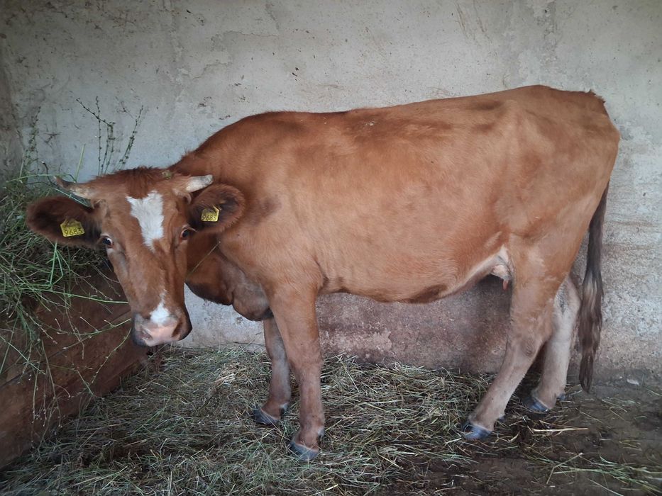 Vaca de vanzare .