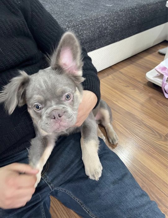 Plimbari Caini sector 1,2,3,4,5