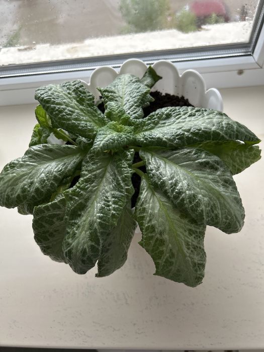 Продам цветок Эписция