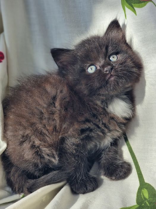 Продам британских котят