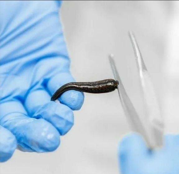 Тиббий ЗУЛУК ОПТОМ нархда