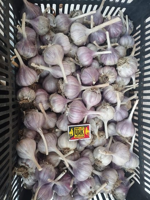 Продажа домашнего чеснока
