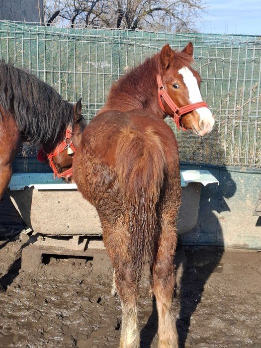 De vanzare manz si manza