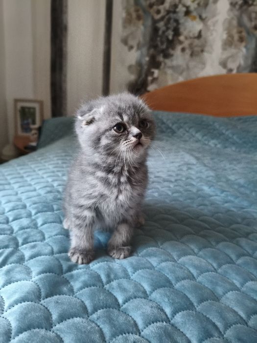 Британски котенца
