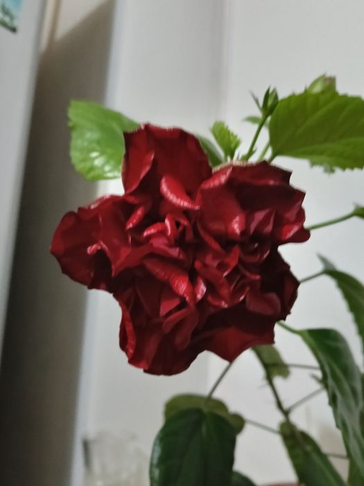 Продам китайскую розу.