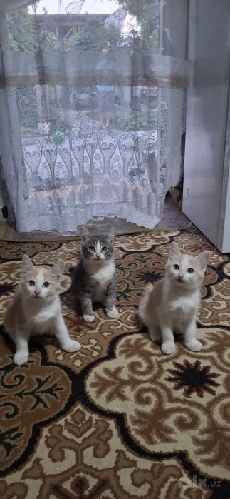 Котята в хорошие руки