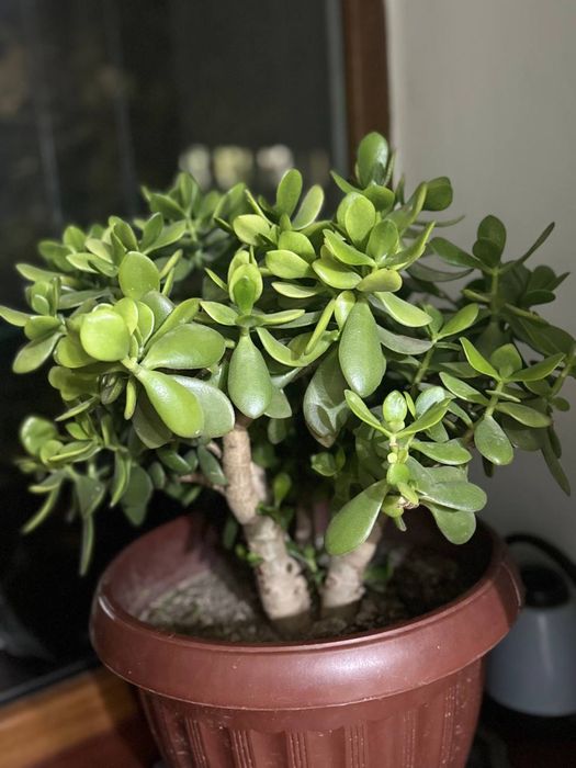 Денежное дерево. Большие и маленькие