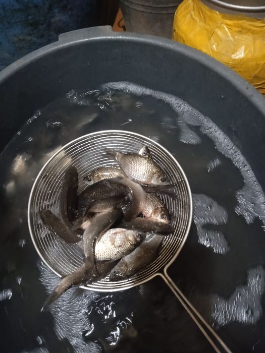 Живец для ловли щуки