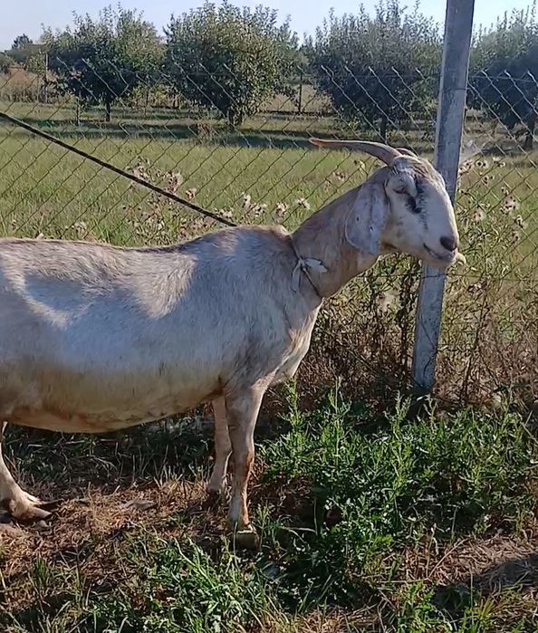 Vand sau schimb capra anglo nubiana rasa pura  talie mare