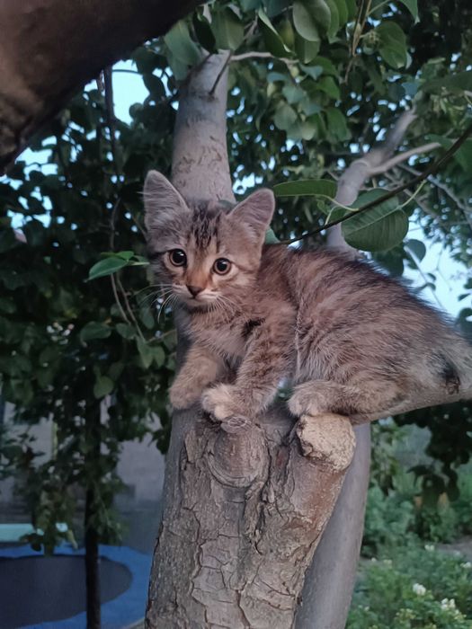 Отдам котят бесплатно