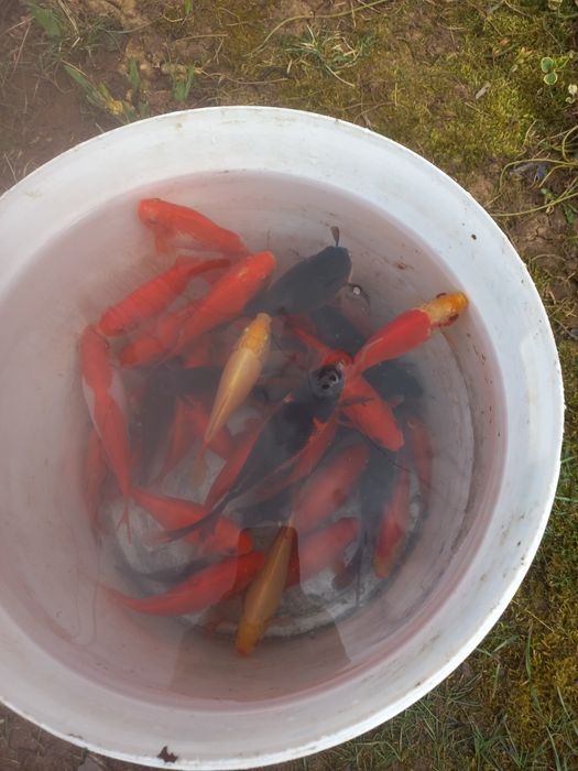 Vând  Caraș gold fish