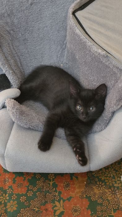 Отдам котят 3 месяца