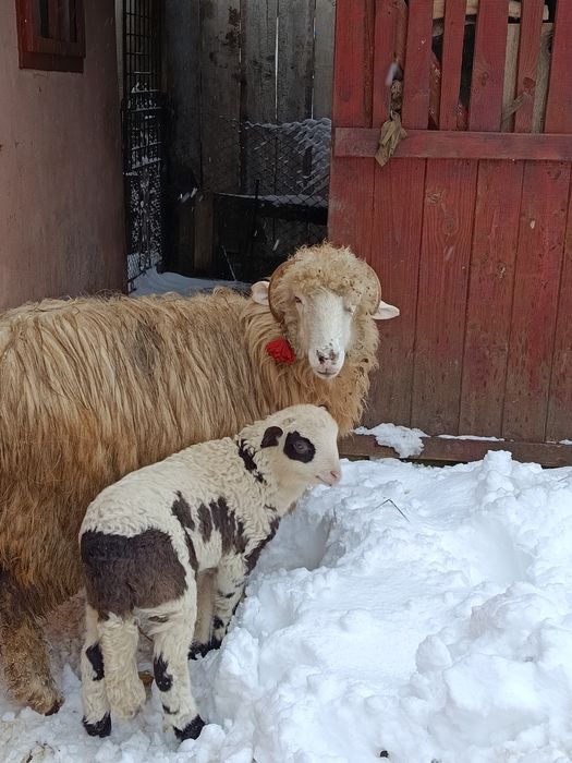Vând oaie cu mieluță
