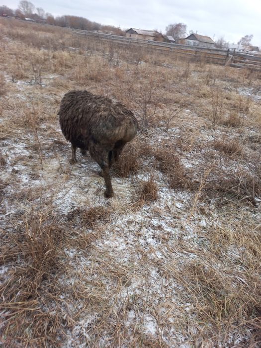 Овца хороши.без ягнёнка