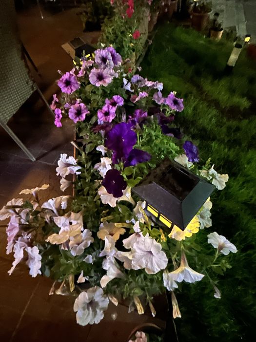 Рассада петунья , бархатцы и тд