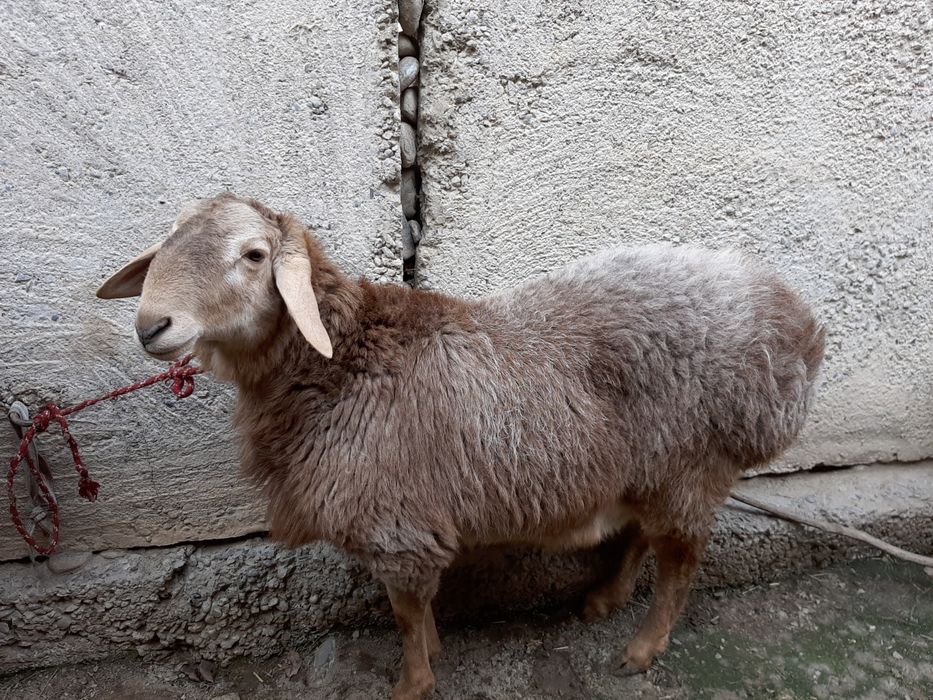 кучкорлар сотилади