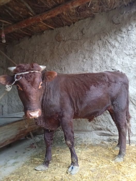 Buqa sotiladi narxni kelishamiz