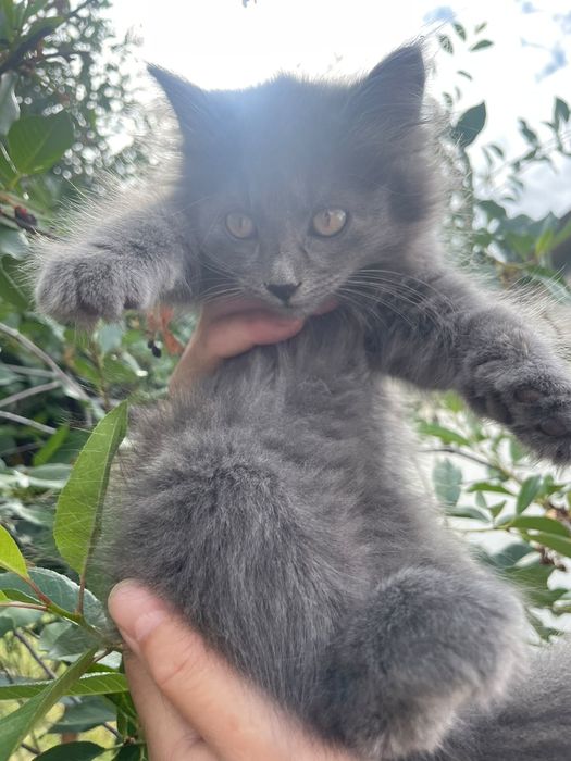 Отдам в хорошие руки 2 котят