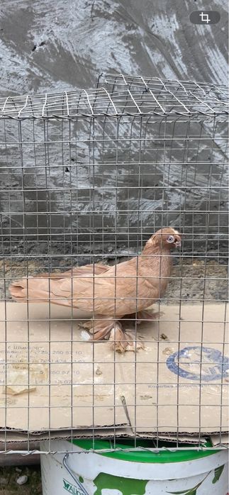 Голуби сочи, жучка и жёлтый