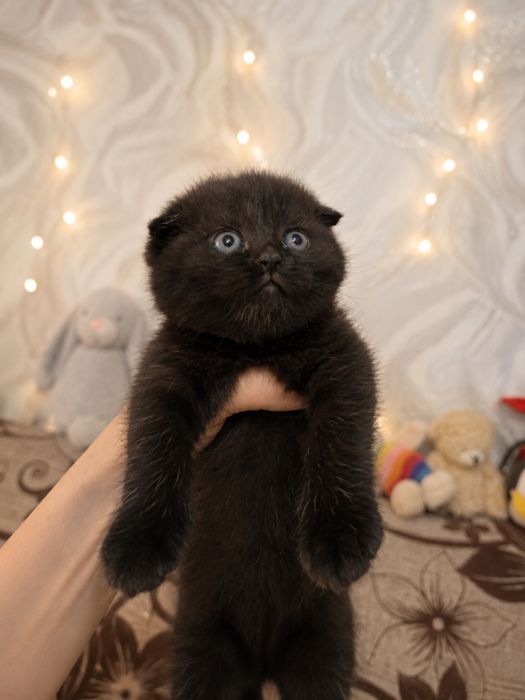 Котята скотиш фолд