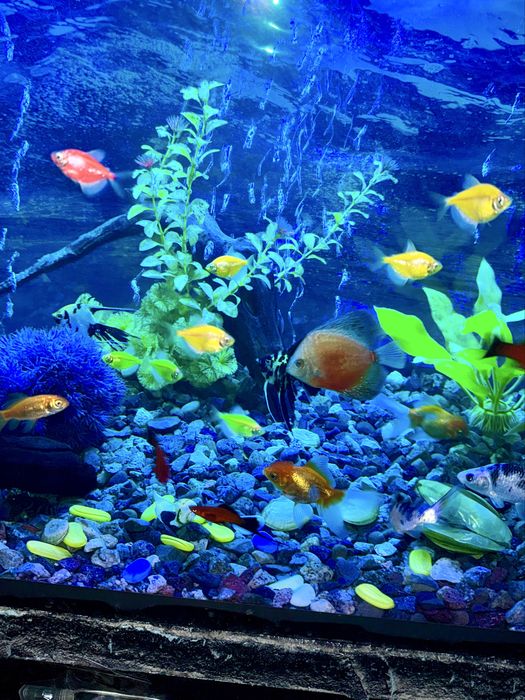 Аквариум 60 л. Фирменный комплект с фильтром лампой и обогревателем