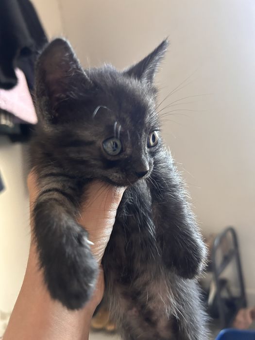Отдам котёнка в добрые руки