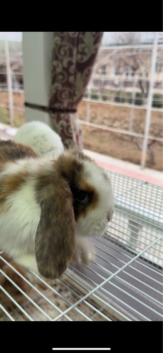 Karlik quyonlar sotiladi