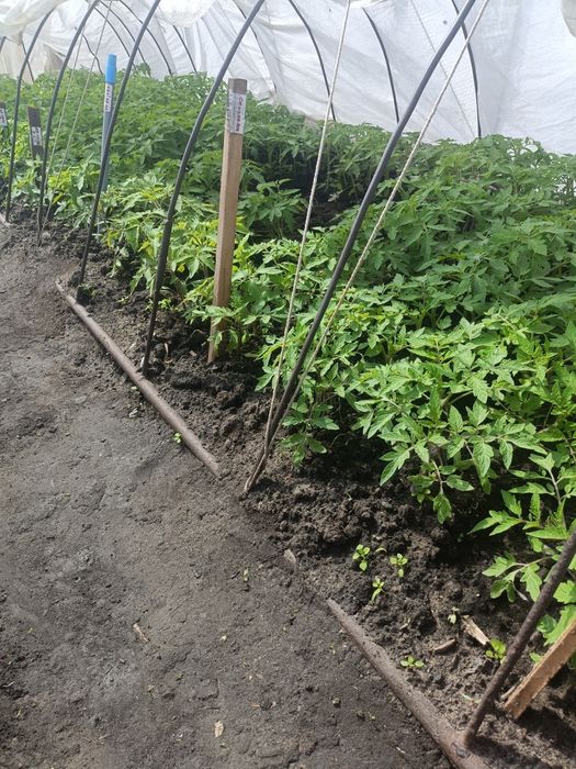 Продам рассаду помидор