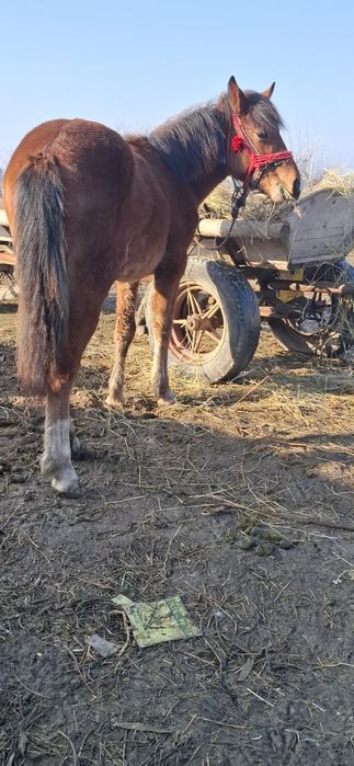 Dw vanzare manzuc de 6 luni din parinti buni