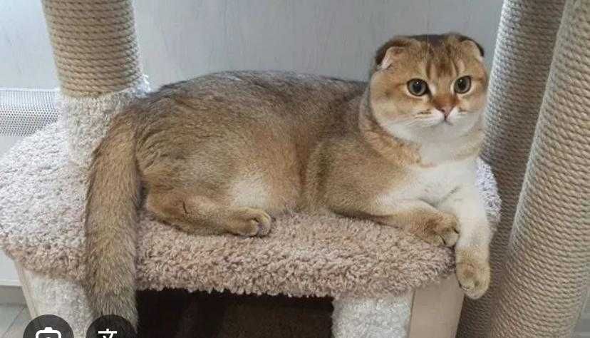 Серебристая шиншилла