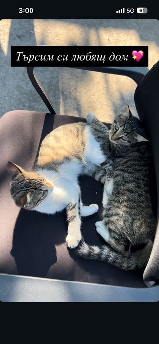 Котета за осиновяване