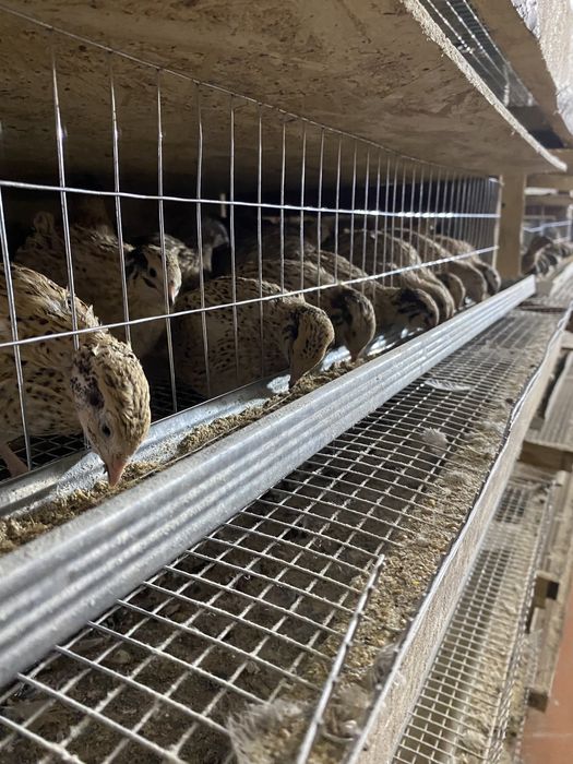 Бөдене перепела