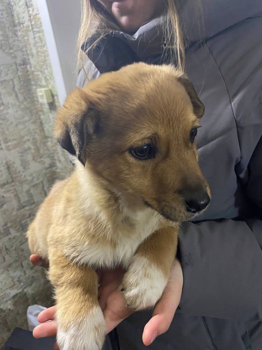 2  щенка-мальчика ищут дом