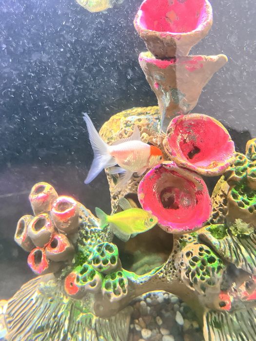 Рыба красная шапочка