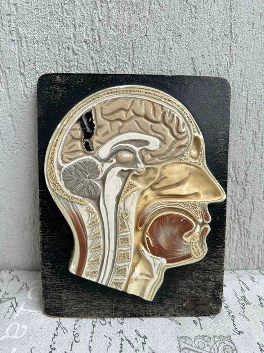 Соц Анатомичен Модел на Човешки Череп