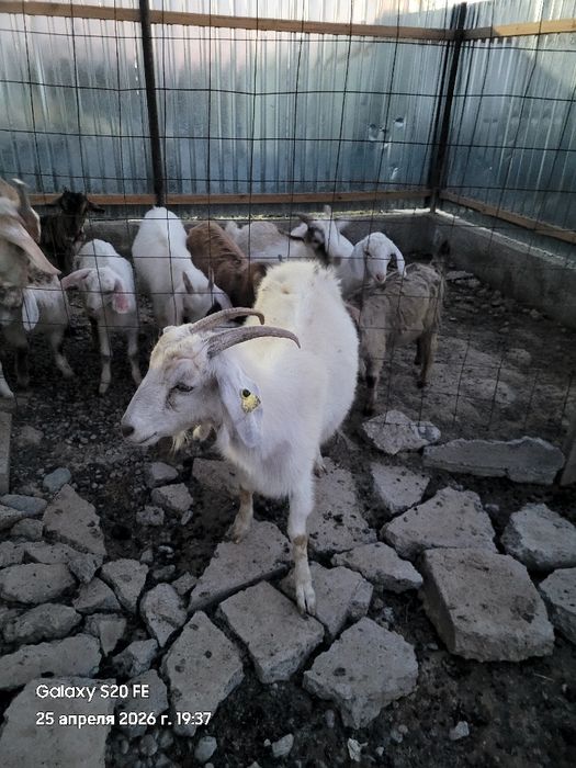 Ешкілер сауынды.