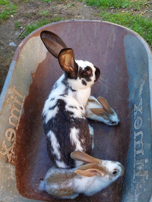 Vând iepuri de rasa urias german si fluture german
