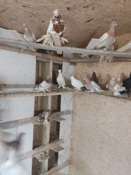 Голуби разных мастей